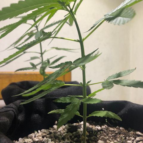 Baby sister growlog photo: Tamanho da folha anterior ao nó de cima, altura da planta. (Está deitadinha pro lado porque tava procurando o sol la fora)