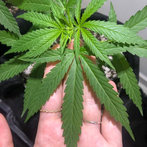Baby sister growlog photo: Tamanho da folha anterior ao nó de cima, altura da planta. (Está deitadinha pro lado porque tava procurando o sol la fora)