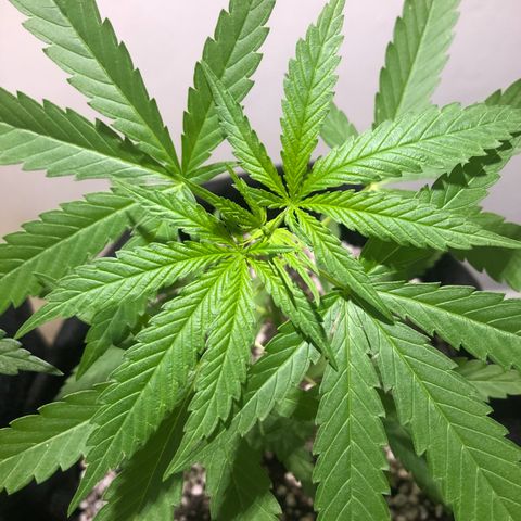 Baby sister growlog photo: Tamanho da folha anterior ao nó de cima, altura da planta. (Está deitadinha pro lado porque tava procurando o sol la fora)
