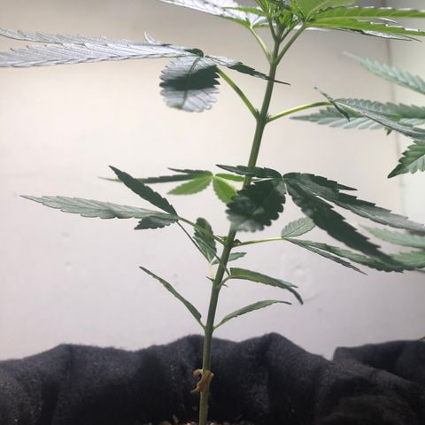 Big sister growlog photo: Tamanho da planta e da folha anterior ao nó de cima :)