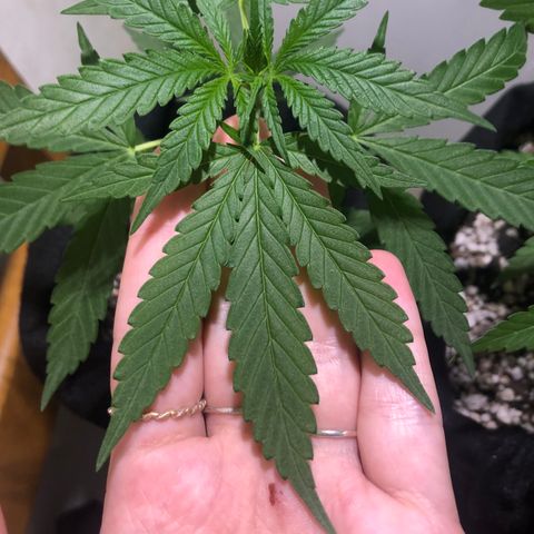 Big sister growlog photo: Tamanho da planta e da folha anterior ao nó de cima :)