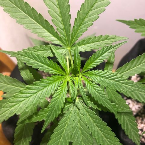 Big sister growlog photo: Tamanho da planta e da folha anterior ao nó de cima :)