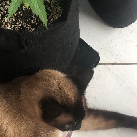 Baby sister growlog photo: Amigos