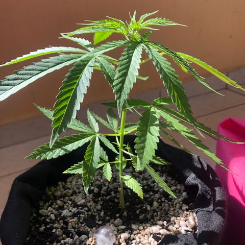 Baby sister growlog photo: 🥰