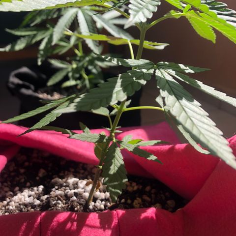 Big sister growlog photo: 🥰
