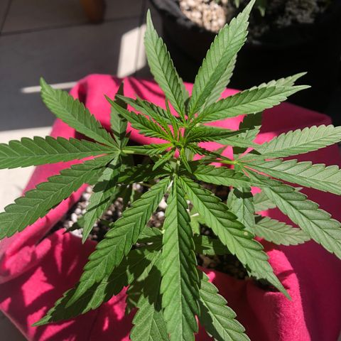 Big sister growlog photo: 🥰