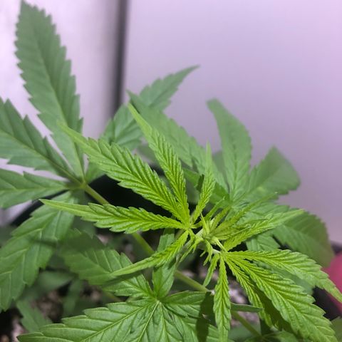 Baby sister growlog photo: Oitavo nó