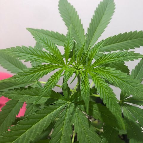 Big sister growlog timeline photo