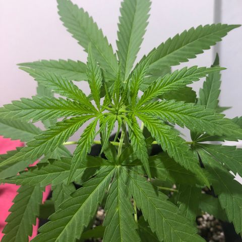 Baby sister growlog timeline photo