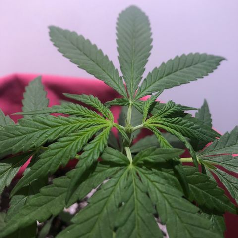 Big sister growlog photo: Antes e depois da poda apical