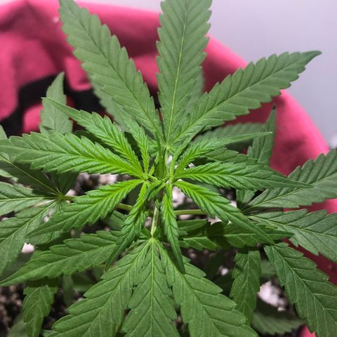 Big sister growlog photo: Antes e depois da poda apical