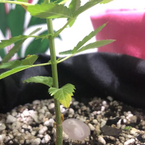 Baby sister growlog photo: Primeira folha ficando com a ponta amarelada