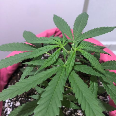 Big sister growlog timeline photo
