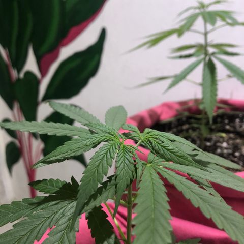 Big sister growlog timeline photo