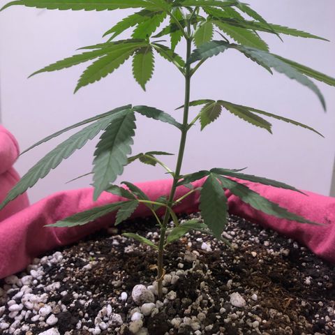 Big sister growlog timeline photo