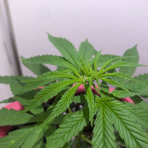 Baby sister growlog timeline photo