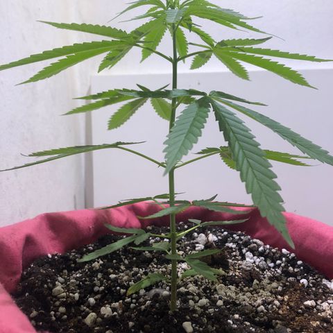 Baby sister growlog timeline photo