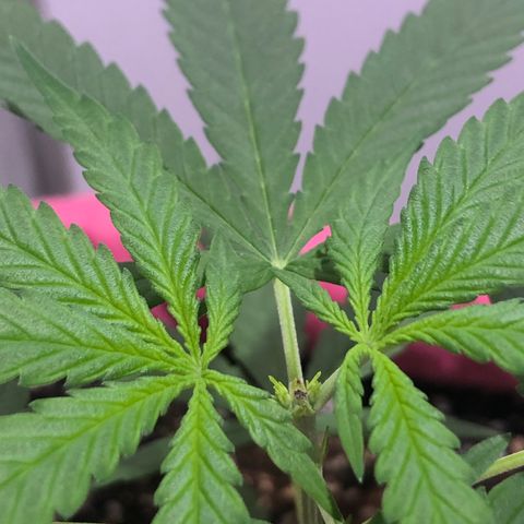 Big sister growlog photo: 3 dias pós poda 