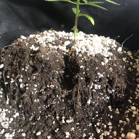 Baby sister growlog photo: Pra mim falta algum nutriente pra enraizar melhor…