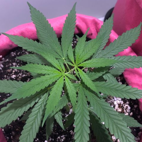 Big sister growlog photo: 3 dias depois da poda