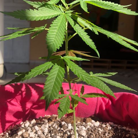 Big sister growlog photo: 5 dias pós poda. Feliz no sol