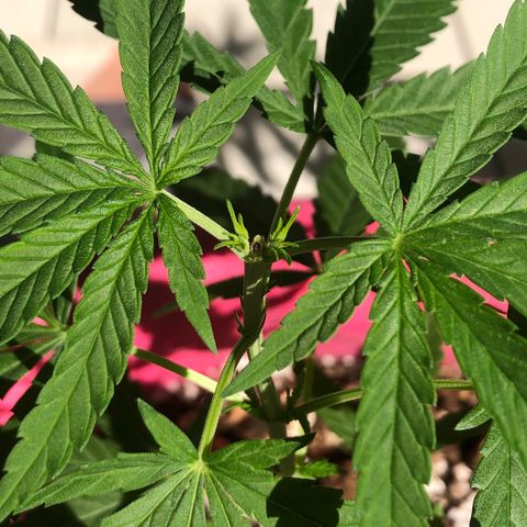 Big sister growlog photo: 5 dias pós poda. Feliz no sol