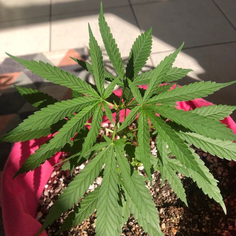 Big sister growlog photo: 5 dias pós poda. Feliz no sol