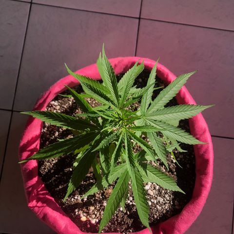 Baby sister growlog photo: Acredito que ainda adaptando ao vaso novo e por isso está meio pra baixo. Um dia de sol e as folhinhas dos nós dispararam crescer 🥰