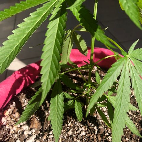 Baby sister growlog photo: Acredito que ainda adaptando ao vaso novo e por isso está meio pra baixo. Um dia de sol e as folhinhas dos nós dispararam crescer 🥰