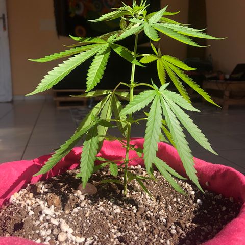 Baby sister growlog photo: Acredito que ainda adaptando ao vaso novo e por isso está meio pra baixo. Um dia de sol e as folhinhas dos nós dispararam crescer 🥰
