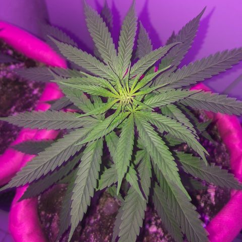 Baby sister growlog photo: Foto de hoje cedo, vão ficar só no led hoje (tempinho fechou) quero ver a mudança até a noite