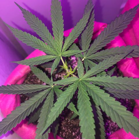 Big sister growlog photo: Foto de hoje cedo, vão ficar hoje só no led (tempo fechou). Quero ver a mudança até a noite, acredito que 6º dia pós poda e percebi que as folhinhas do caule cresceram mais devido a entrada melhor de luz