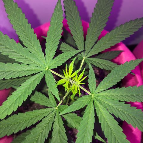 Big sister growlog photo: Sumiu uma folha dessa planta, não sei o que houve