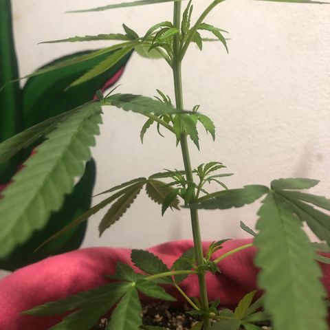 Big sister growlog photo: Boom de crescimento 🥰