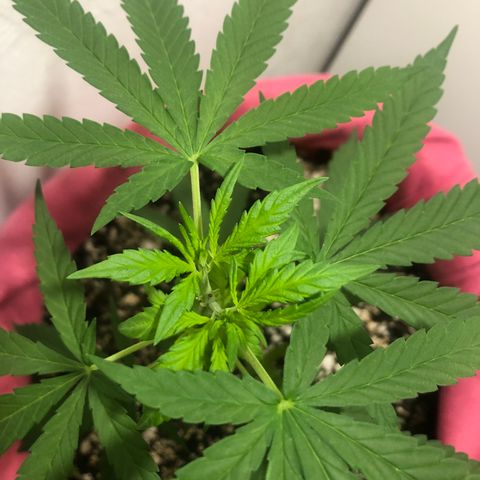 Big sister growlog photo: Boom de crescimento 🥰