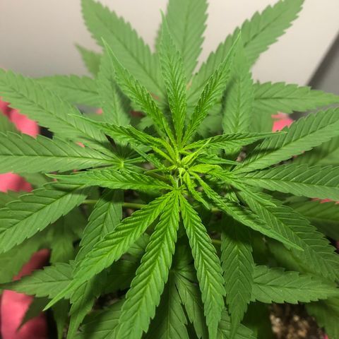 Baby sister growlog photo: Deu uma travadinha, acredito que talvez ainda se habituando com o vaso 