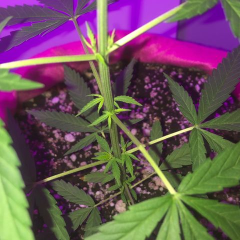 Baby sister growlog photo: Travadinha