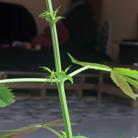 Baby sister growlog photo: As folhas estavam muito grandes impedindo a luz pra essas novas ramificações desenvolvessem, foram pra ✂️