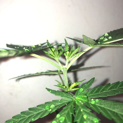 Big sister growlog timeline photo
