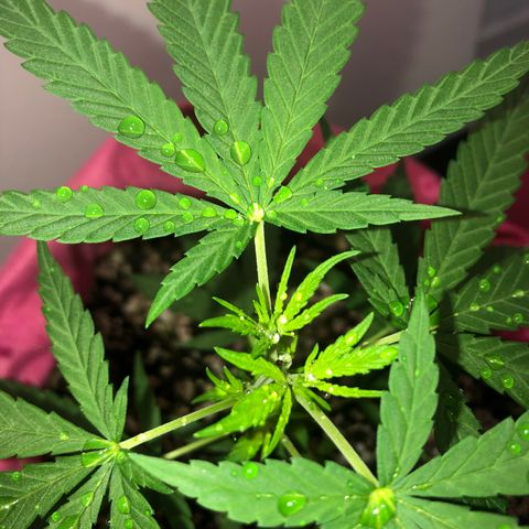 Big sister growlog timeline photo