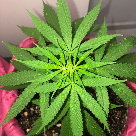 Baby sister growlog timeline photo