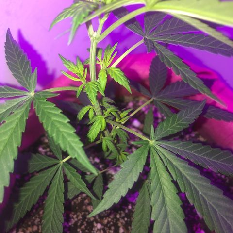 Big sister growlog timeline photo