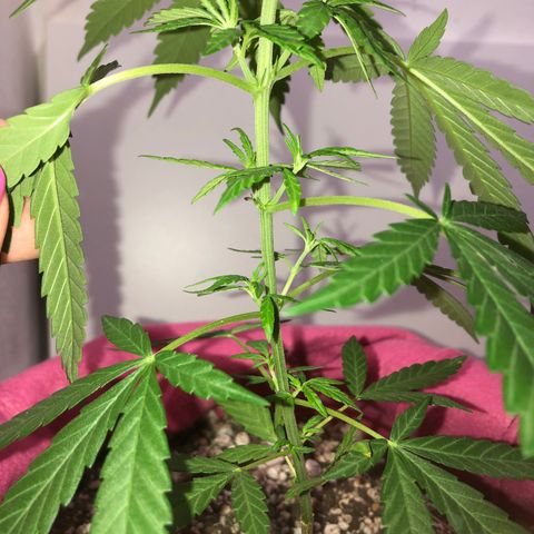 Big sister growlog photo: Tudo fluindo por aqui (estão pra baixo por conta do sol) 