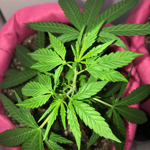 Big sister growlog photo: Tudo fluindo por aqui (estão pra baixo por conta do sol) 
