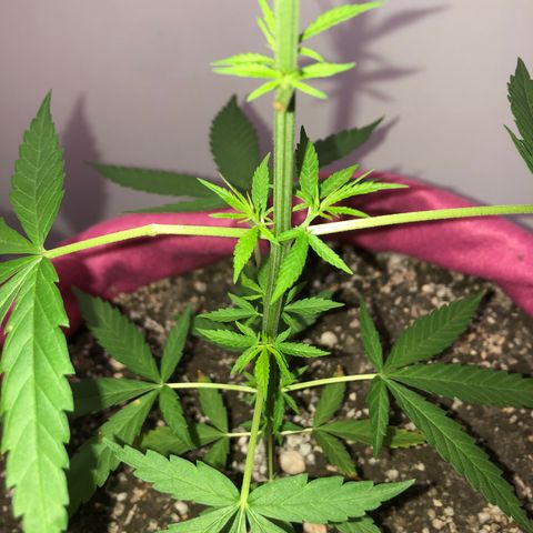 Baby sister growlog photo: Baby pelada e indo….