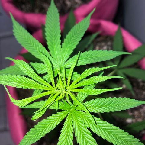 Baby sister growlog photo: Baby pelada e indo….