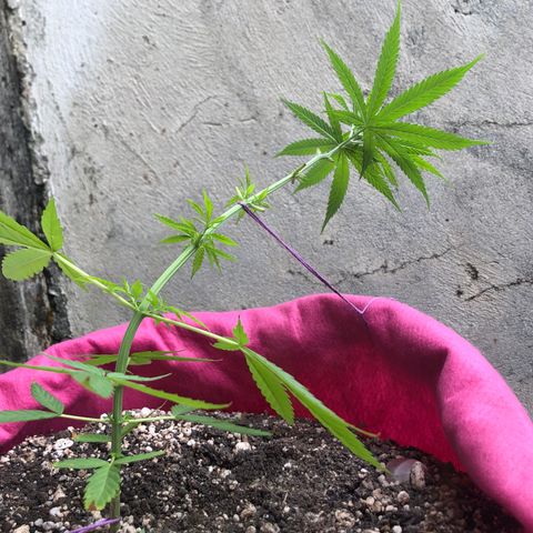 Baby sister growlog timeline photo