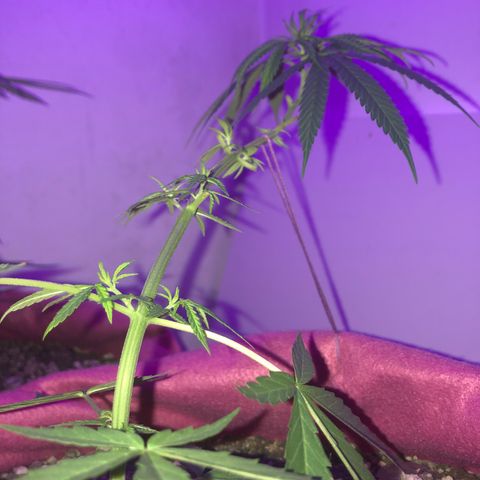 Baby sister growlog timeline photo