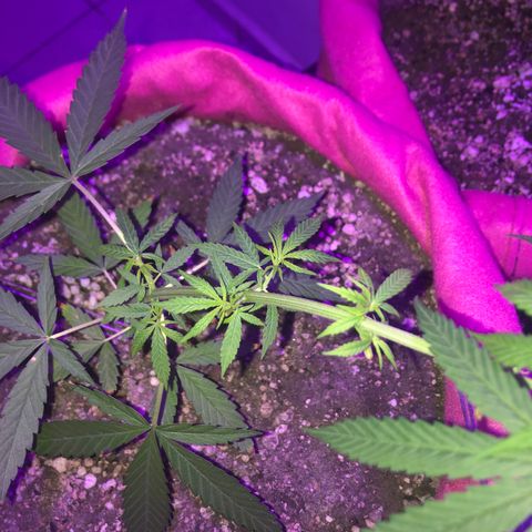 Baby sister growlog timeline photo