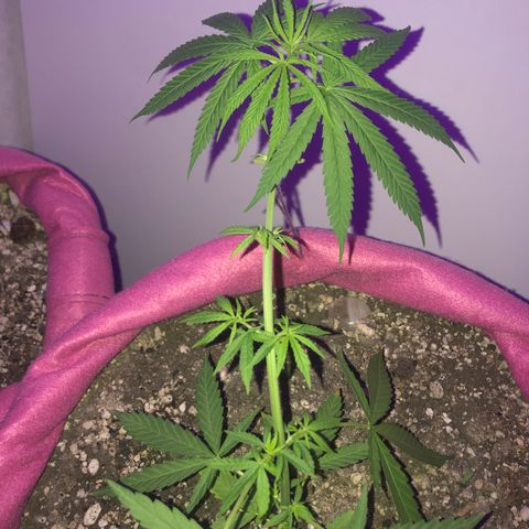 Baby sister growlog timeline photo